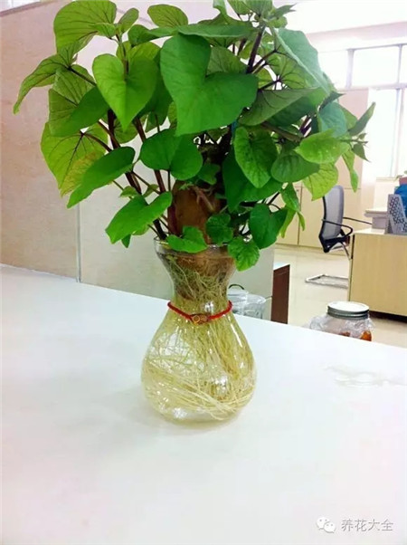 紅薯 藥用價(jià)值