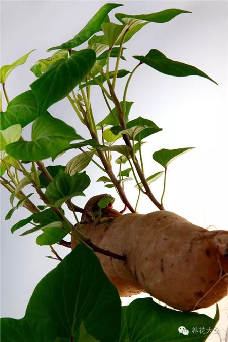 紅薯 養(yǎng)護(hù)方法