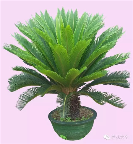 蘇鐵 藥用價(jià)值