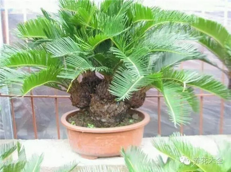 蘇鐵 養(yǎng)護(hù)方法