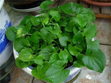 魚(yú)腥草 藥用價(jià)值