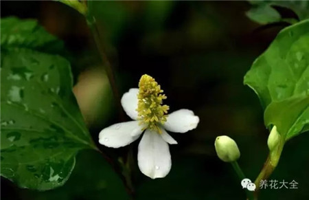 魚(yú)腥草 具體用法