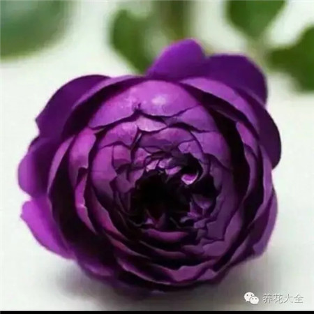 月季花秋日胭脂