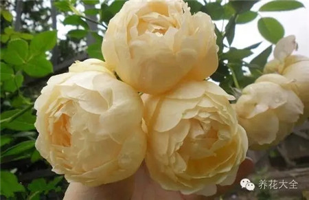 月季沃勒頓老莊園