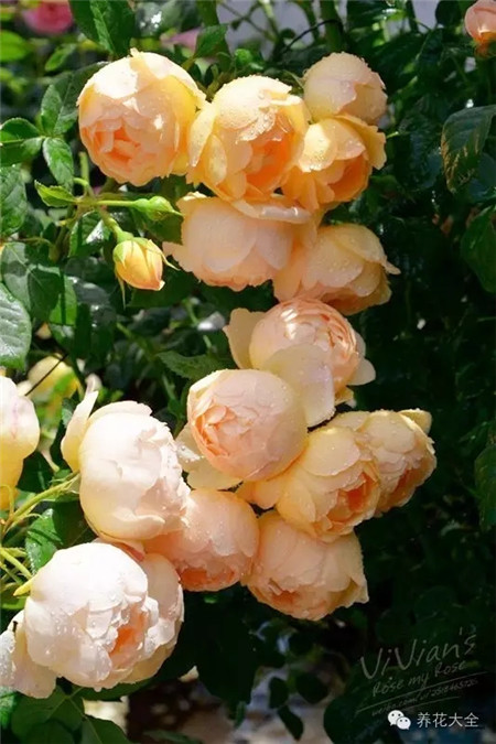 月季花沃勒頓老莊園