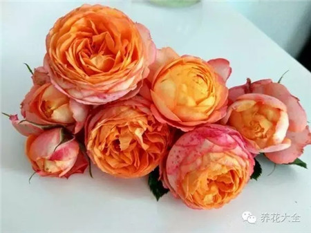 月季花浪漫寶貝