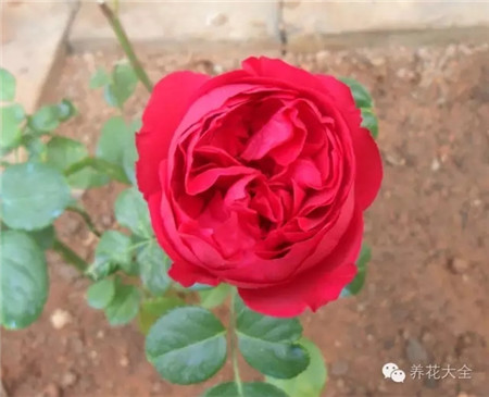 月季紅龍沙寶石