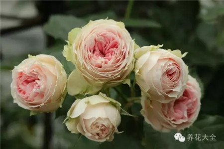 月季花絨球門廊