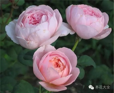 月季花瑞典女王