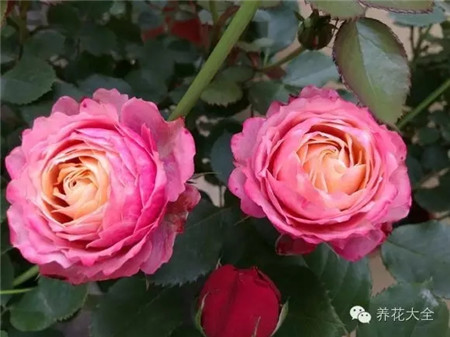 月季花浪漫比克