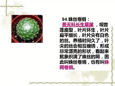 蛛絲卷絹