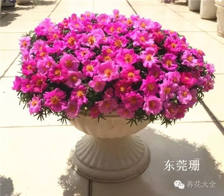 太陽花