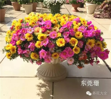太陽花圖片