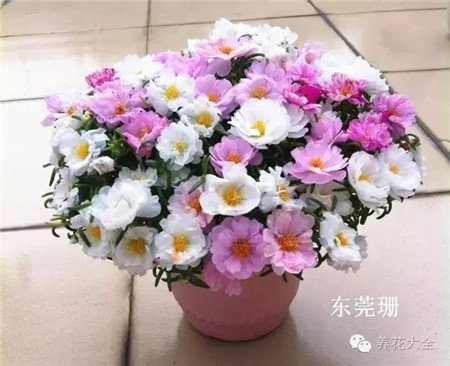 太陽花花球