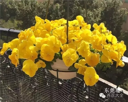 花球圖片