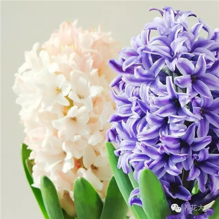 風(fēng)信子生長(zhǎng)習(xí)性