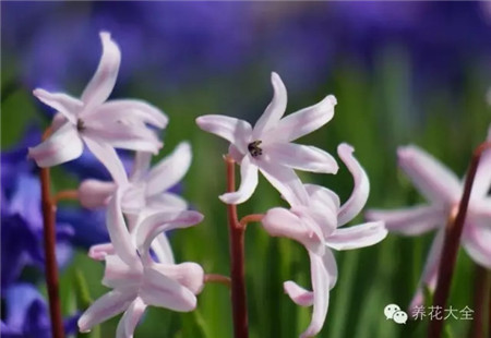 風(fēng)信子休眠期管理