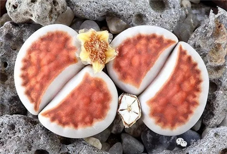 生石花生長(zhǎng)習(xí)性