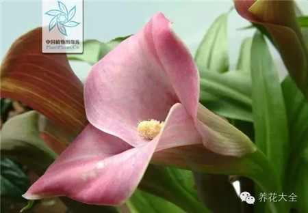 馬蹄蓮生長(zhǎng)習(xí)性