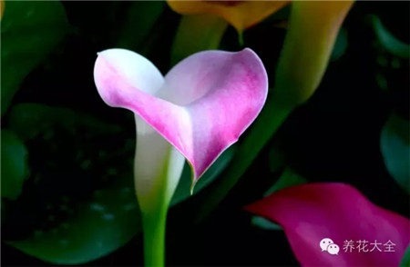 馬蹄蓮休眠期管理