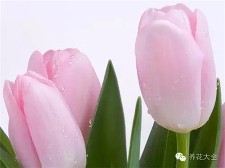 郁金香生長(zhǎng)習(xí)性