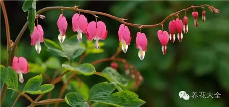 荷包牡丹生長(zhǎng)習(xí)性