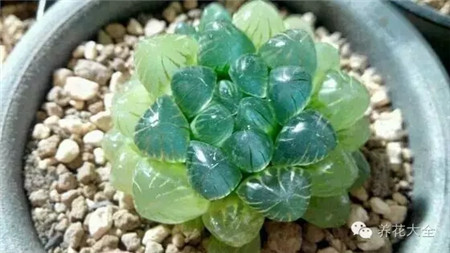 玉露生長(zhǎng)習(xí)性