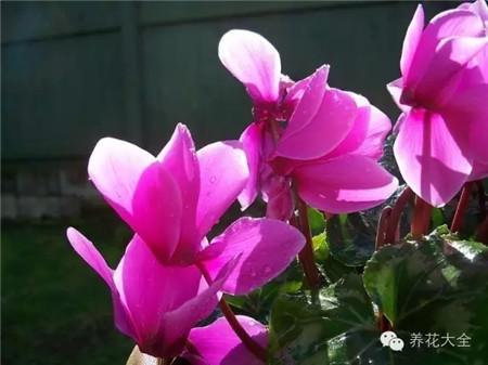 仙客來(lái)生長(zhǎng)習(xí)性