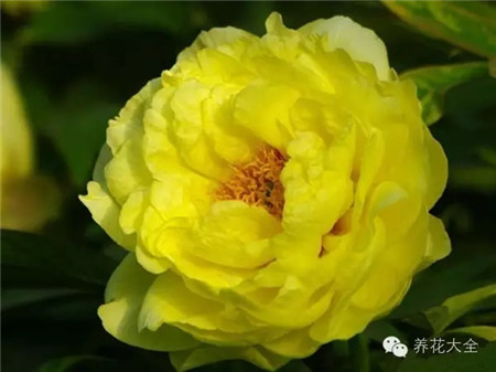 牡丹生長(zhǎng)習(xí)性