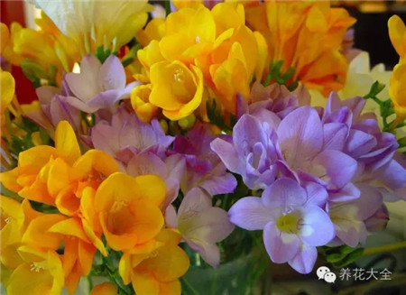 小蒼蘭生長(zhǎng)習(xí)性