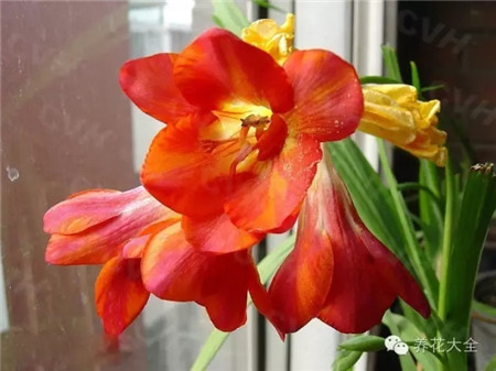 小蒼蘭休眠期管理