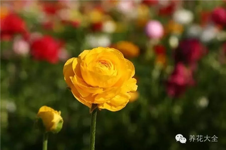 花毛茛生長(zhǎng)習(xí)性