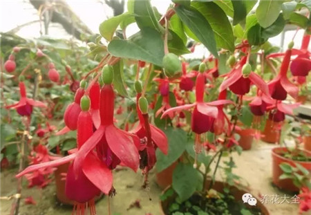 倒掛金鐘生長(zhǎng)習(xí)性