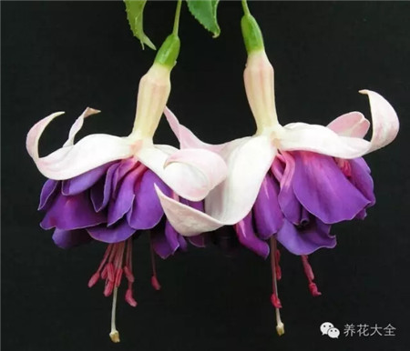 倒掛金鐘休眠期管理