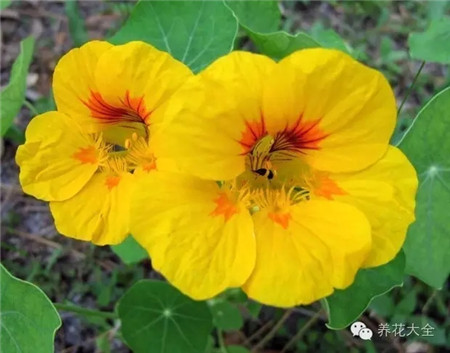 旱金蓮生長(zhǎng)習(xí)性