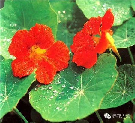 旱金蓮休眠期管理