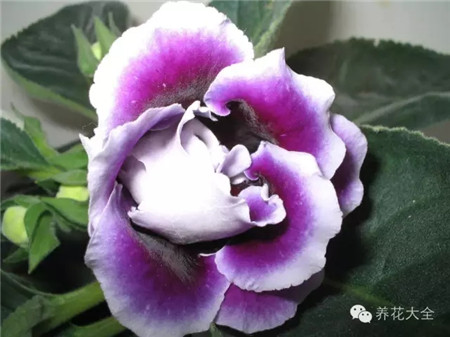 大巖桐生長(zhǎng)習(xí)性