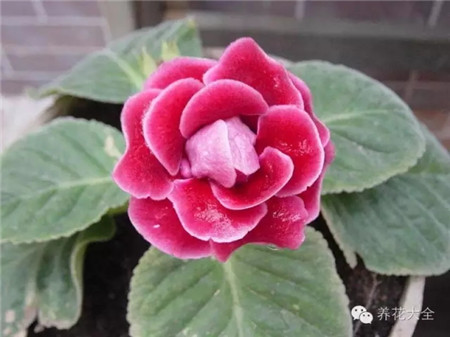 大巖桐休眠期管理