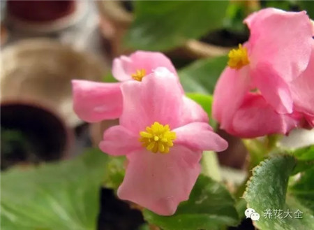 四季海棠生長(zhǎng)習(xí)性