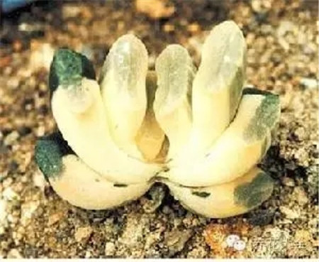 玉扇生長(zhǎng)習(xí)性