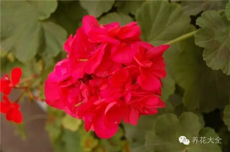 天竺葵生長(zhǎng)習(xí)性