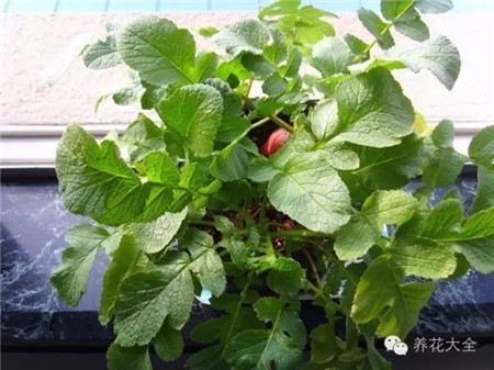 櫻桃蘿卜養(yǎng)護(hù)