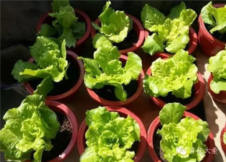 生菜養(yǎng)護(hù)管理