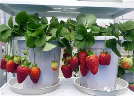 草莓養(yǎng)護(hù)