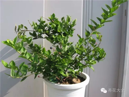 藍(lán)莓養(yǎng)護(hù)