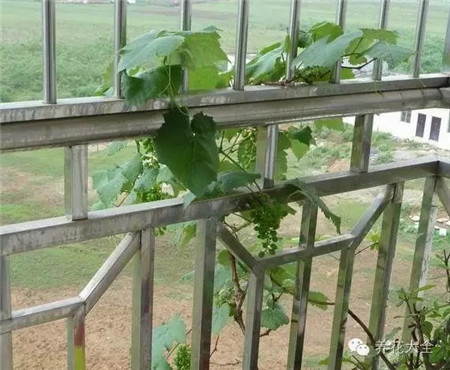 葡萄養(yǎng)護(hù)