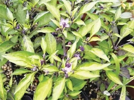 辣椒養(yǎng)護(hù)