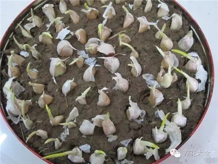 蒜養(yǎng)護(hù)