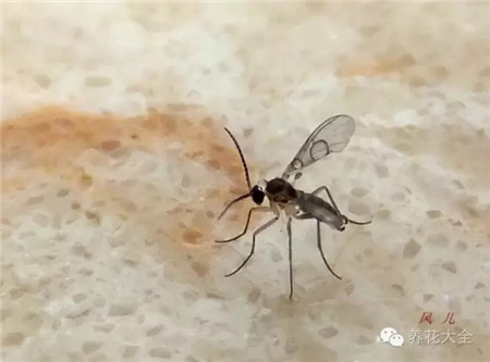 小黑飛有哪些危害？