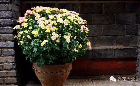 小黑飛怎么來(lái)的